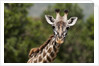 Masai Giraffe (Giraffa camelopardalis), Masai Mara, Kenya by Anonymous