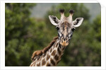 Masai Giraffe (Giraffa camelopardalis), Masai Mara, Kenya by Anonymous