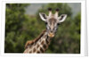 Masai Giraffe (Giraffa camelopardalis), Masai Mara, Kenya by Anonymous
