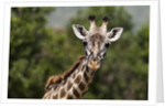 Masai Giraffe (Giraffa camelopardalis), Masai Mara, Kenya by Anonymous
