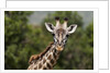 Masai Giraffe (Giraffa camelopardalis), Masai Mara, Kenya by Anonymous