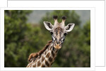Masai Giraffe (Giraffa camelopardalis), Masai Mara, Kenya by Anonymous