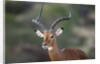 Impala (Aepyceros melampus), Samburu, Kenya by Anonymous