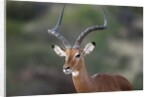 Impala (Aepyceros melampus), Samburu, Kenya by Anonymous