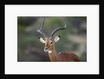 Impala (Aepyceros melampus), Samburu, Kenya by Anonymous