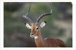 Impala (Aepyceros melampus), Samburu, Kenya by Anonymous