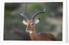 Impala (Aepyceros melampus), Samburu, Kenya by Anonymous