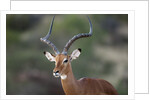 Impala (Aepyceros melampus), Samburu, Kenya by Anonymous