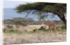 Masai Giraffe (Giraffa camelopardalis), Samburu, Kenya by Anonymous