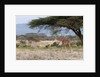 Masai Giraffe (Giraffa camelopardalis), Samburu, Kenya by Anonymous