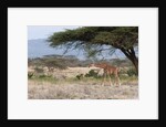 Masai Giraffe (Giraffa camelopardalis), Samburu, Kenya by Anonymous
