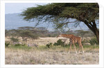 Masai Giraffe (Giraffa camelopardalis), Samburu, Kenya by Anonymous