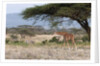 Masai Giraffe (Giraffa camelopardalis), Samburu, Kenya by Anonymous