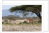 Masai Giraffe (Giraffa camelopardalis), Samburu, Kenya by Anonymous