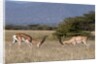 Grants Gazelle fighting by Anonymous