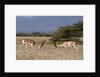 Grants Gazelle fighting by Anonymous