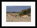 Grants Gazelle fighting by Anonymous