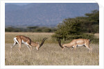 Grants Gazelle fighting by Anonymous