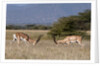 Grants Gazelle fighting by Anonymous