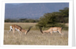 Grants Gazelle fighting by Anonymous