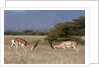 Grants Gazelle fighting by Anonymous