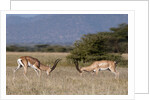 Grants Gazelle fighting by Anonymous