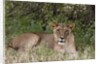 Lioness (Panthera leo), Samburu, Kenya by Anonymous