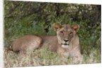 Lioness (Panthera leo), Samburu, Kenya by Anonymous