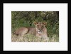 Lioness (Panthera leo), Samburu, Kenya by Anonymous