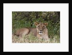 Lioness (Panthera leo), Samburu, Kenya by Anonymous
