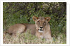 Lioness (Panthera leo), Samburu, Kenya by Anonymous