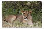 Lioness (Panthera leo), Samburu, Kenya by Anonymous