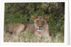 Lioness (Panthera leo), Samburu, Kenya by Anonymous