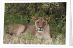 Lioness (Panthera leo), Samburu, Kenya by Anonymous