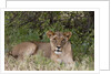 Lioness (Panthera leo), Samburu, Kenya by Anonymous