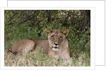 Lioness (Panthera leo), Samburu, Kenya by Anonymous