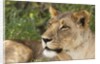 Lioness (Panthera leo), Samburu, Kenya by Anonymous