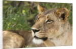 Lioness (Panthera leo), Samburu, Kenya by Anonymous
