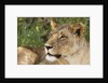 Lioness (Panthera leo), Samburu, Kenya by Anonymous