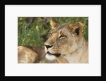 Lioness (Panthera leo), Samburu, Kenya by Anonymous