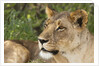Lioness (Panthera leo), Samburu, Kenya by Anonymous
