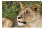 Lioness (Panthera leo), Samburu, Kenya by Anonymous