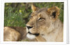 Lioness (Panthera leo), Samburu, Kenya by Anonymous