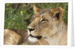 Lioness (Panthera leo), Samburu, Kenya by Anonymous