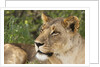 Lioness (Panthera leo), Samburu, Kenya by Anonymous