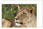 Lioness (Panthera leo), Samburu, Kenya by Anonymous