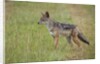 Black Backed Jackal (Canis mesomelas), Masai Mara, Kenya by Anonymous