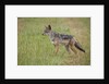 Black Backed Jackal (Canis mesomelas), Masai Mara, Kenya by Anonymous