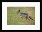 Black Backed Jackal (Canis mesomelas), Masai Mara, Kenya by Anonymous