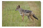 Black Backed Jackal (Canis mesomelas), Masai Mara, Kenya by Anonymous